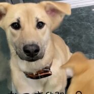 ずっとのおうちを探しています♀なつき