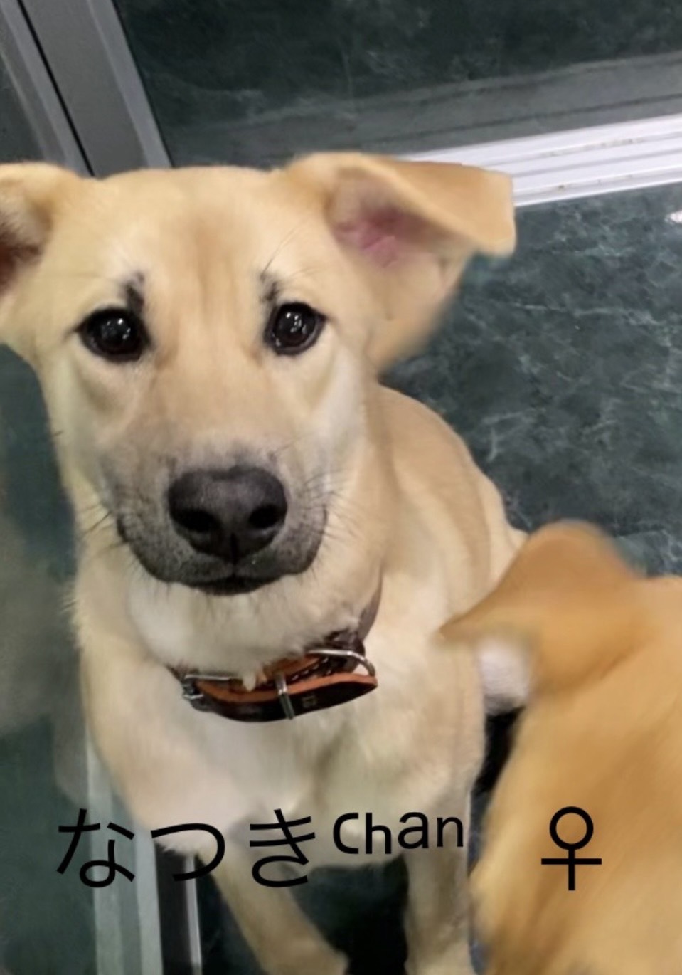 ずっとのおうちを探しています♀なつき