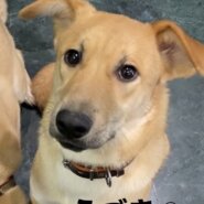 ずっとのおうちを探しています♀うずき