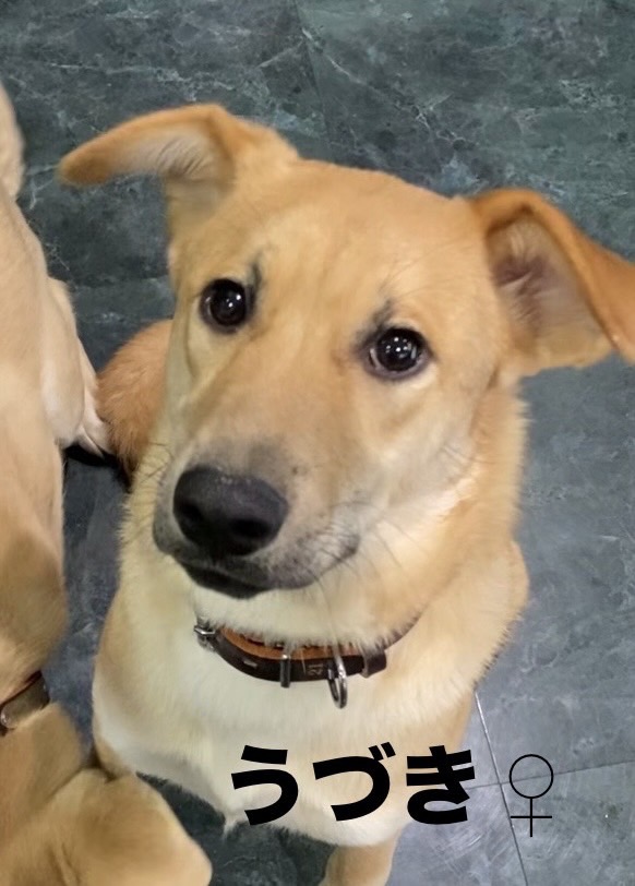 ずっとのおうちを探しています♀うずき