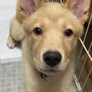 ずっとのおうちを探しています♂コタ