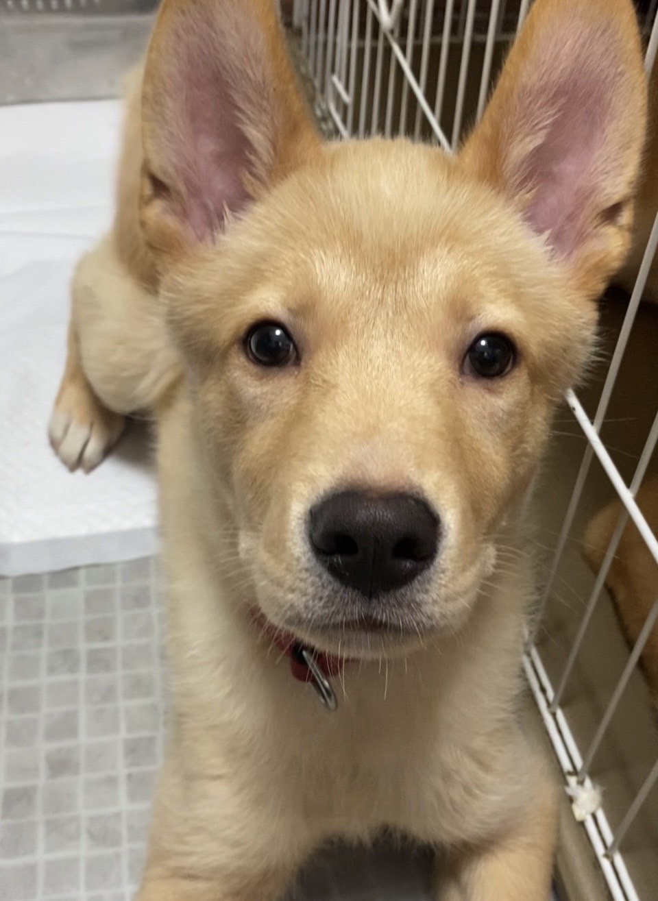 ずっとのおうちを探しています♂コタ