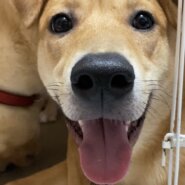 ずっとのおうちを探しています♂ロイ