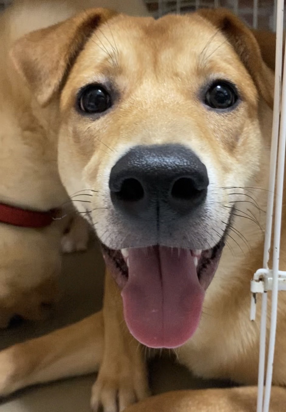 ずっとのおうちを探しています♂ロイ