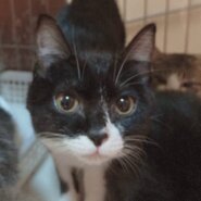 ☆とても仲良し～可愛いハチワレ＆キジ白の女の子をもらってください☆