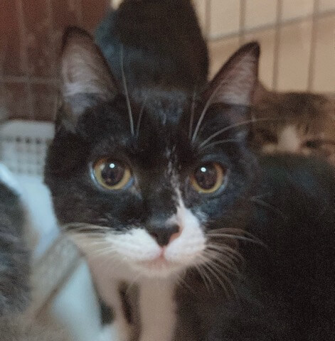 ☆とても仲良し～可愛いハチワレ＆キジ白の女の子をもらってください☆