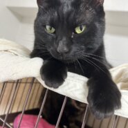 【譲渡決定】ゆじ：懐っこい黒猫ちゃん♪