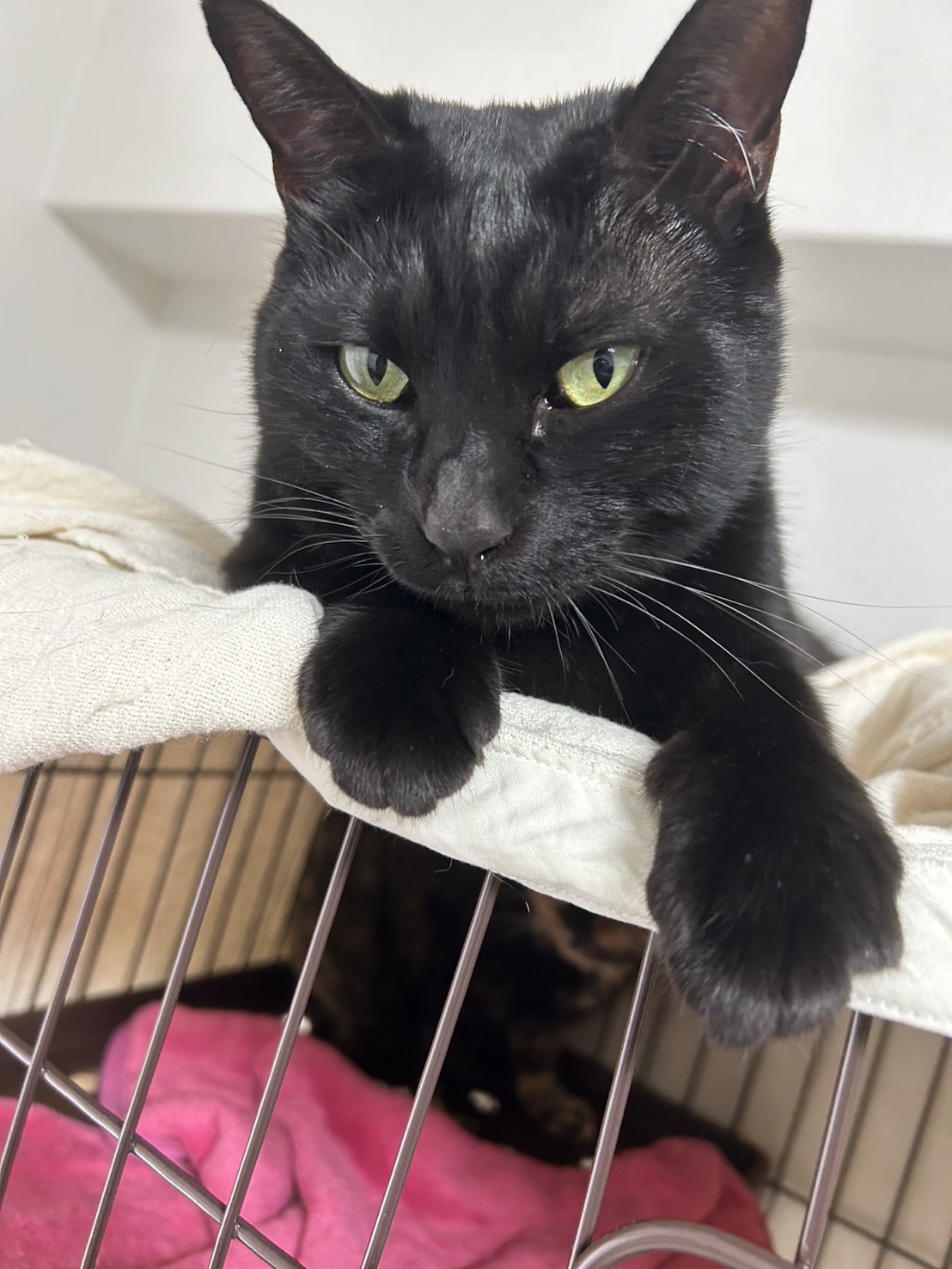 【譲渡決定】ゆじ：懐っこい黒猫ちゃん♪