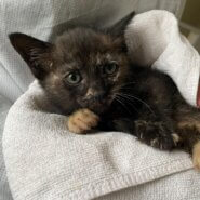 ２０２４年５月７日に保護した生後２か月前後の子猫です。