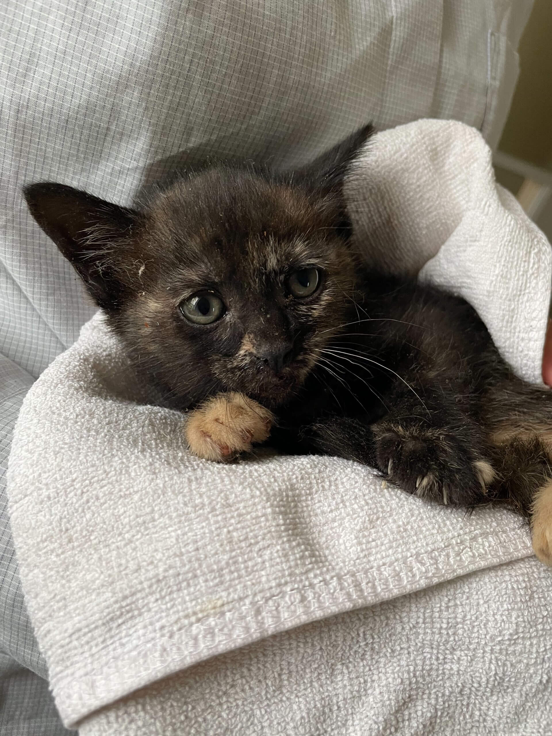 ２０２４年５月７日に保護した生後２か月前後の子猫です。