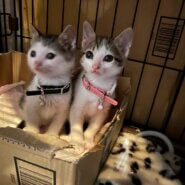 in江南市☆保護猫をオウチに迎えよう！☆2024年5月12日（日）～ 非営利団体「ちーむ にゃいんず」