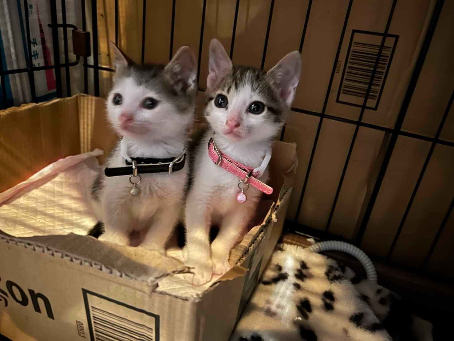 in江南市☆保護猫をオウチに迎えよう！☆2024年5月12日（日）～ 非営利団体「ちーむ にゃいんず」