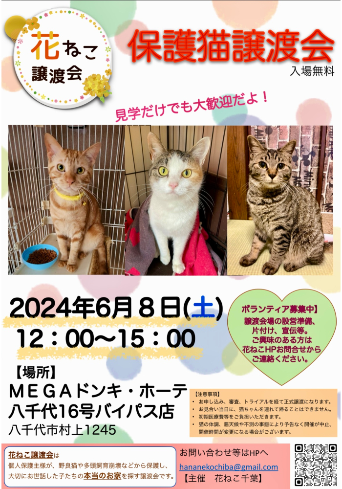 花ねこ譲渡会