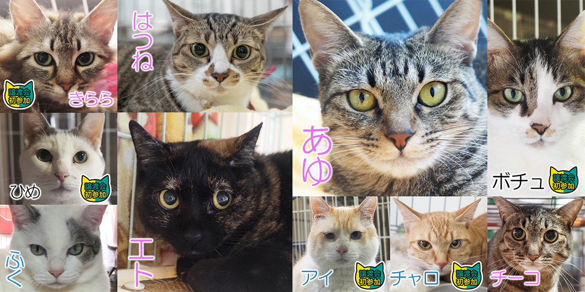 成猫中猫25匹+アルファ／愛知県みよし市