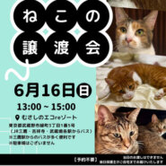 むさしの地域猫の会　譲渡会