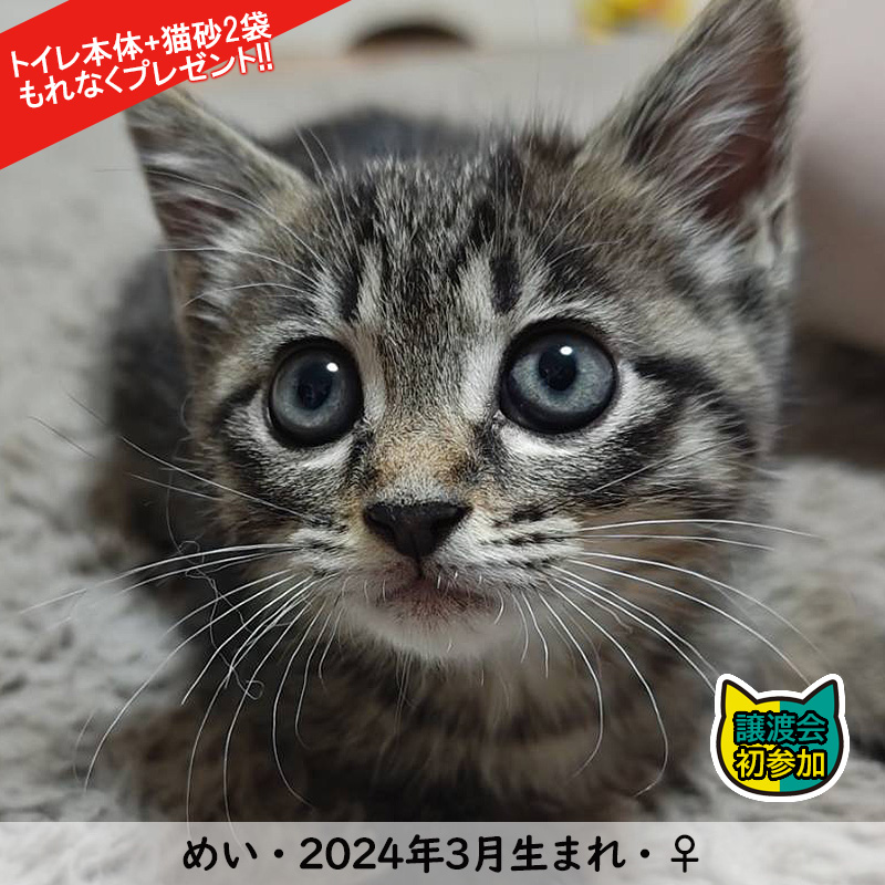 子猫中猫25匹の譲渡会／愛知県みよし市