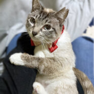 ブルーアイ！シャムMIXの女の子『ナナちゃん』