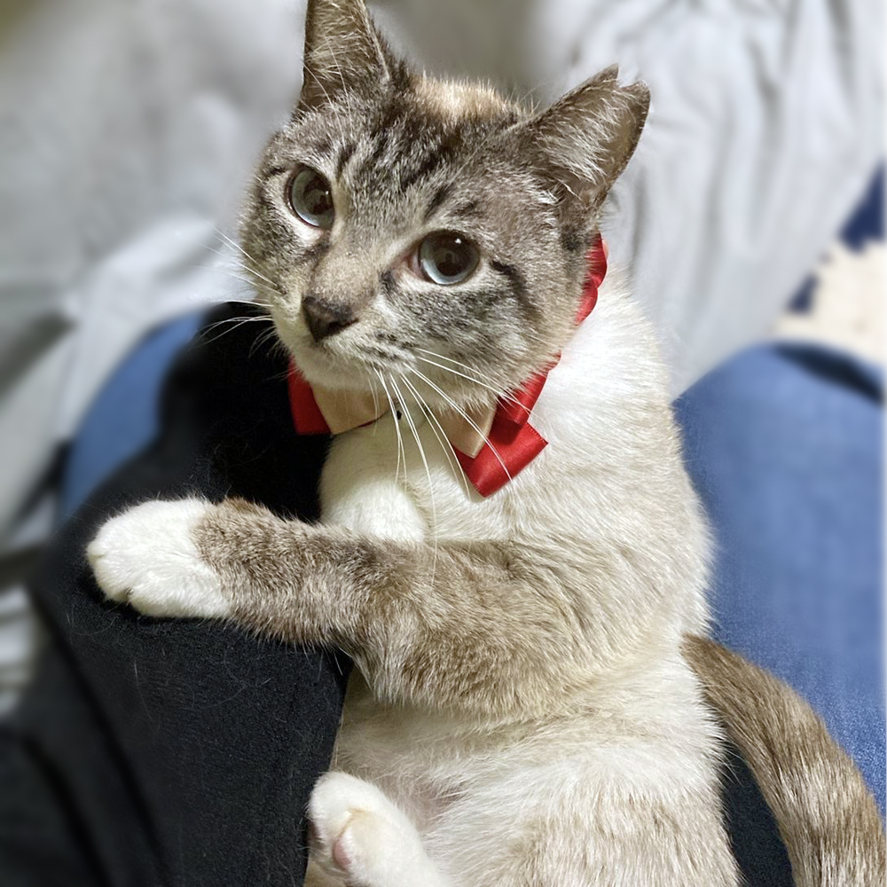 ブルーアイ！シャムMIXの女の子『ナナちゃん』