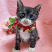 靴下兄妹♪ブラックスモーク『玉ちゃん』１ヶ月半