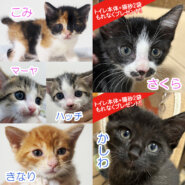 子猫25匹の譲渡会♪愛知県みよし市