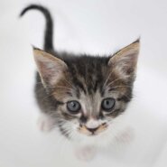 2024年5月1日入所の2匹兄弟の①キジ白の男の子