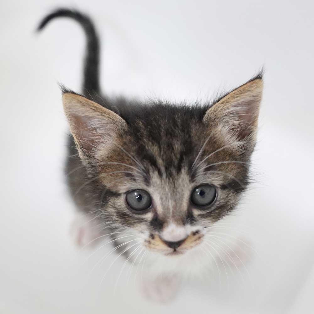 2024年5月1日入所の2匹兄弟の①キジ白の男の子