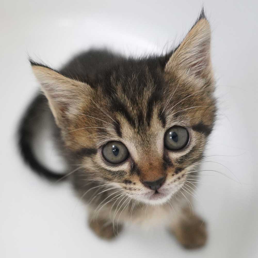 2024年5月1日入所の2匹兄弟の②キジトラの男の子