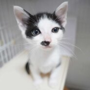 2024年5月29日入所のハチワレの男の子