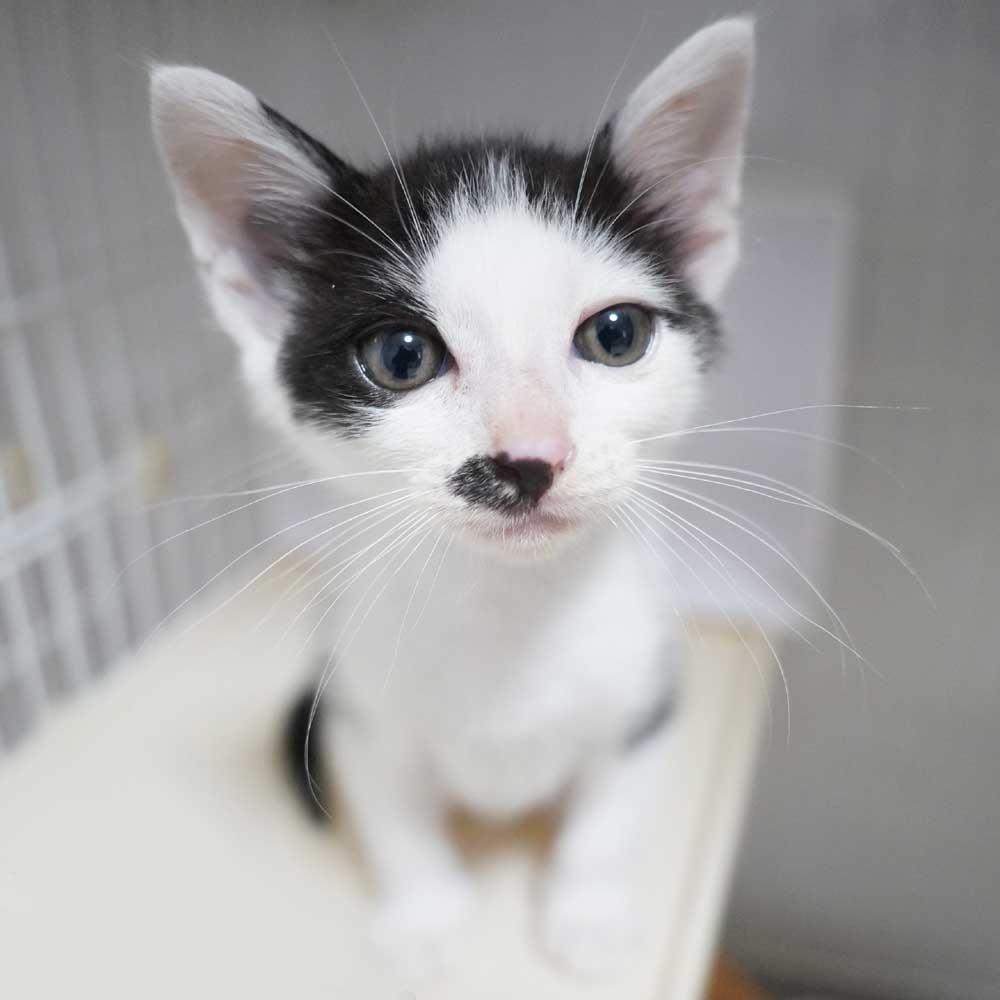 2024年5月29日入所のハチワレの男の子