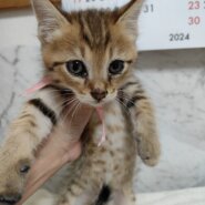 生後2ヶ月位の子猫 男の子