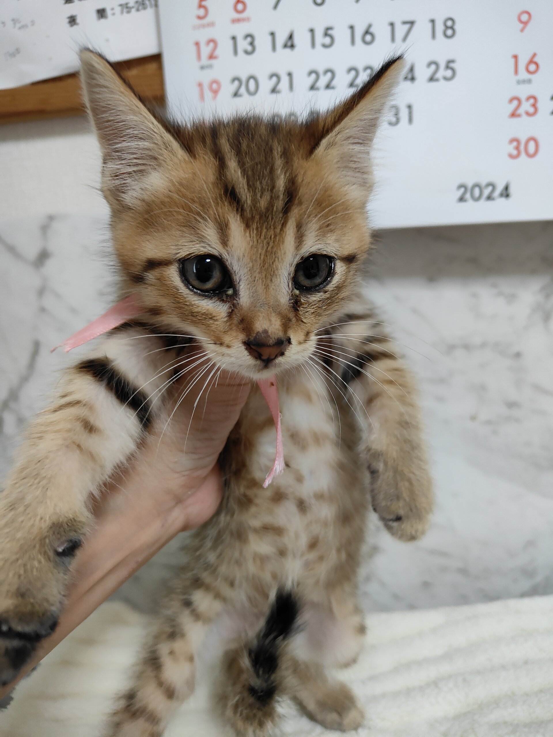 生後2ヶ月位の子猫 男の子