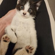 ずっとのお家が決まりました！