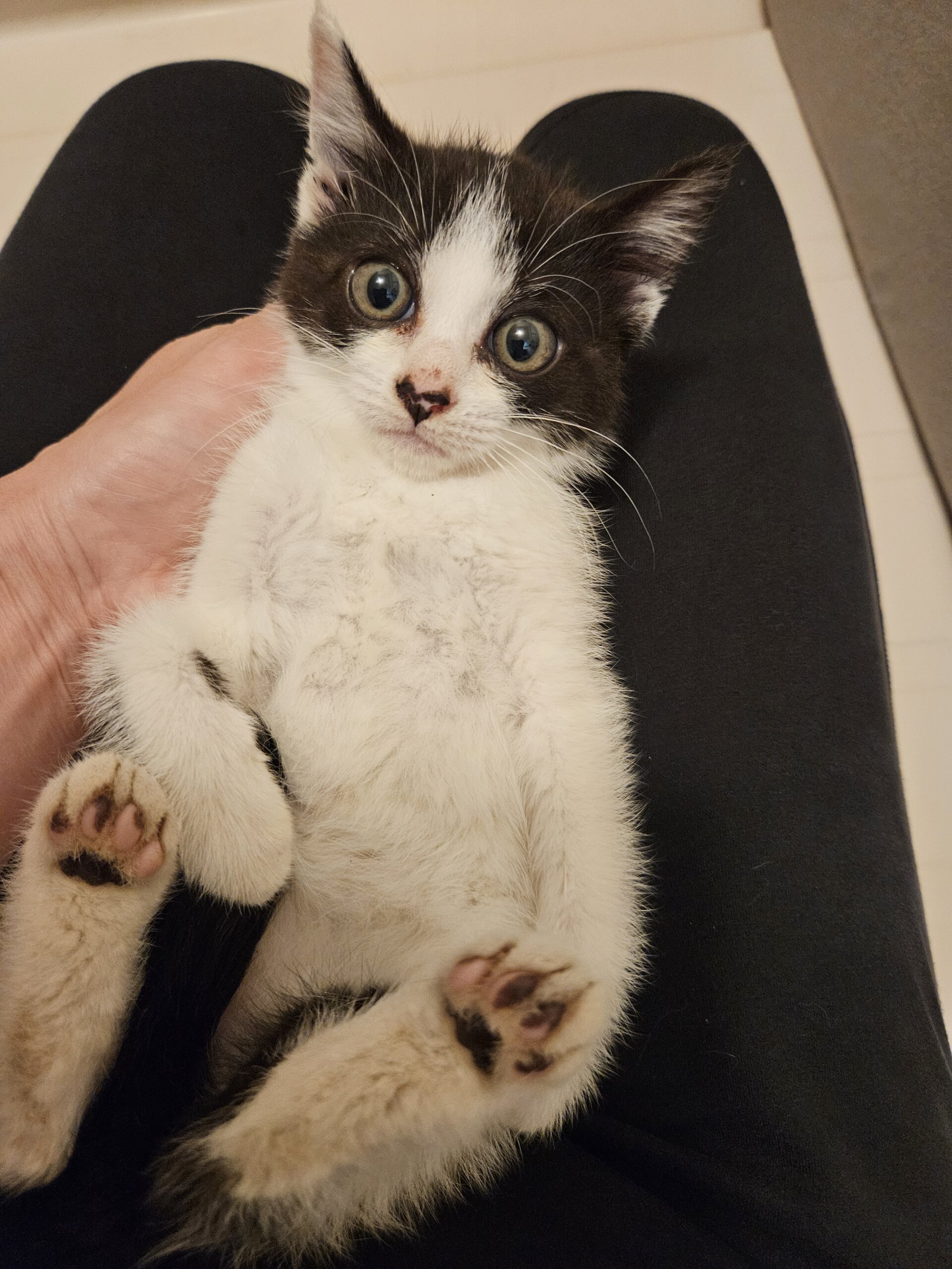 ずっとのお家が決まりました！