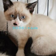 一時停止します。コロコロシャムmixの男の子