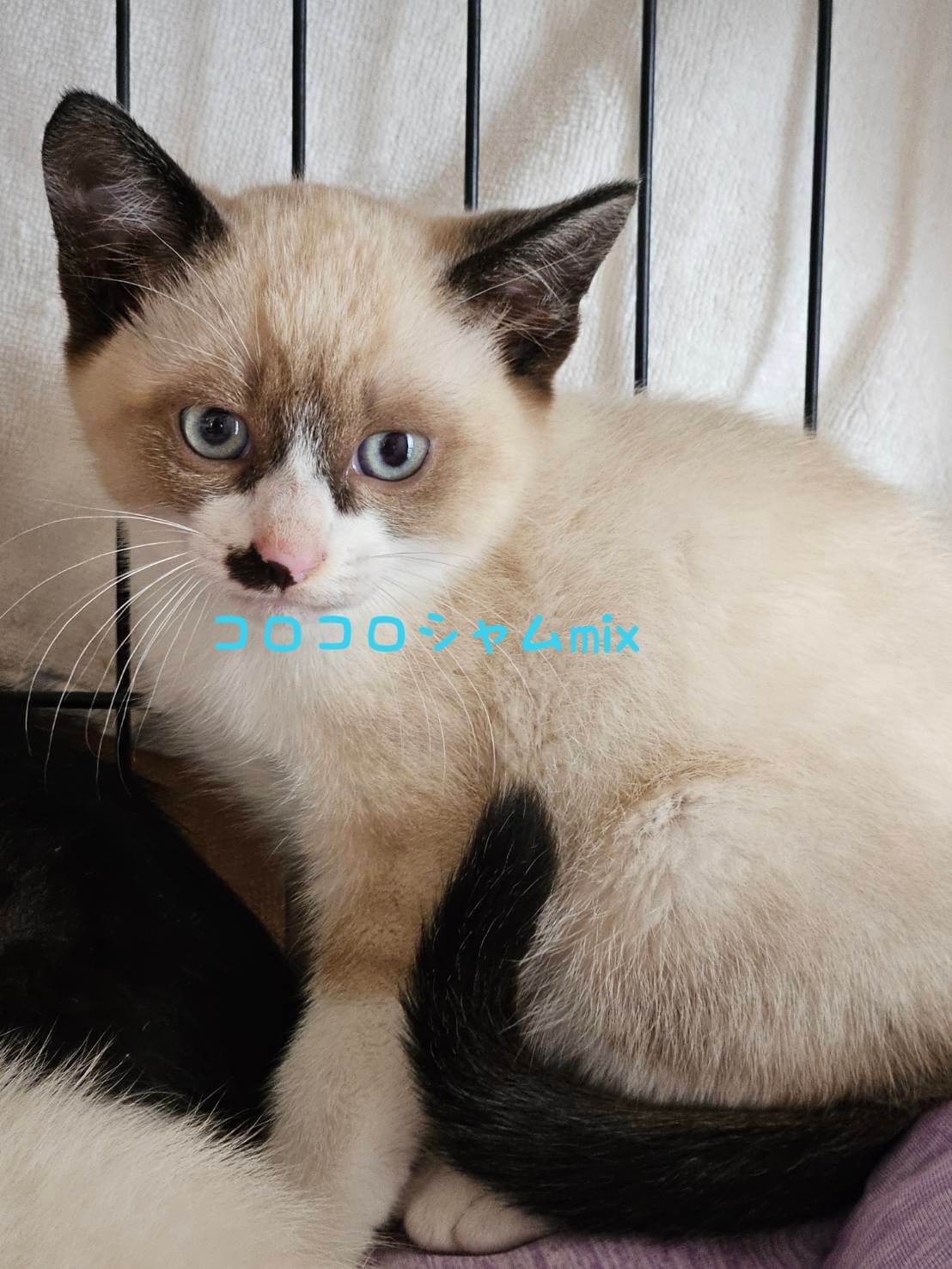 一時停止します。コロコロシャムmixの男の子