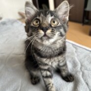 元気盛り【イヴちゃん】