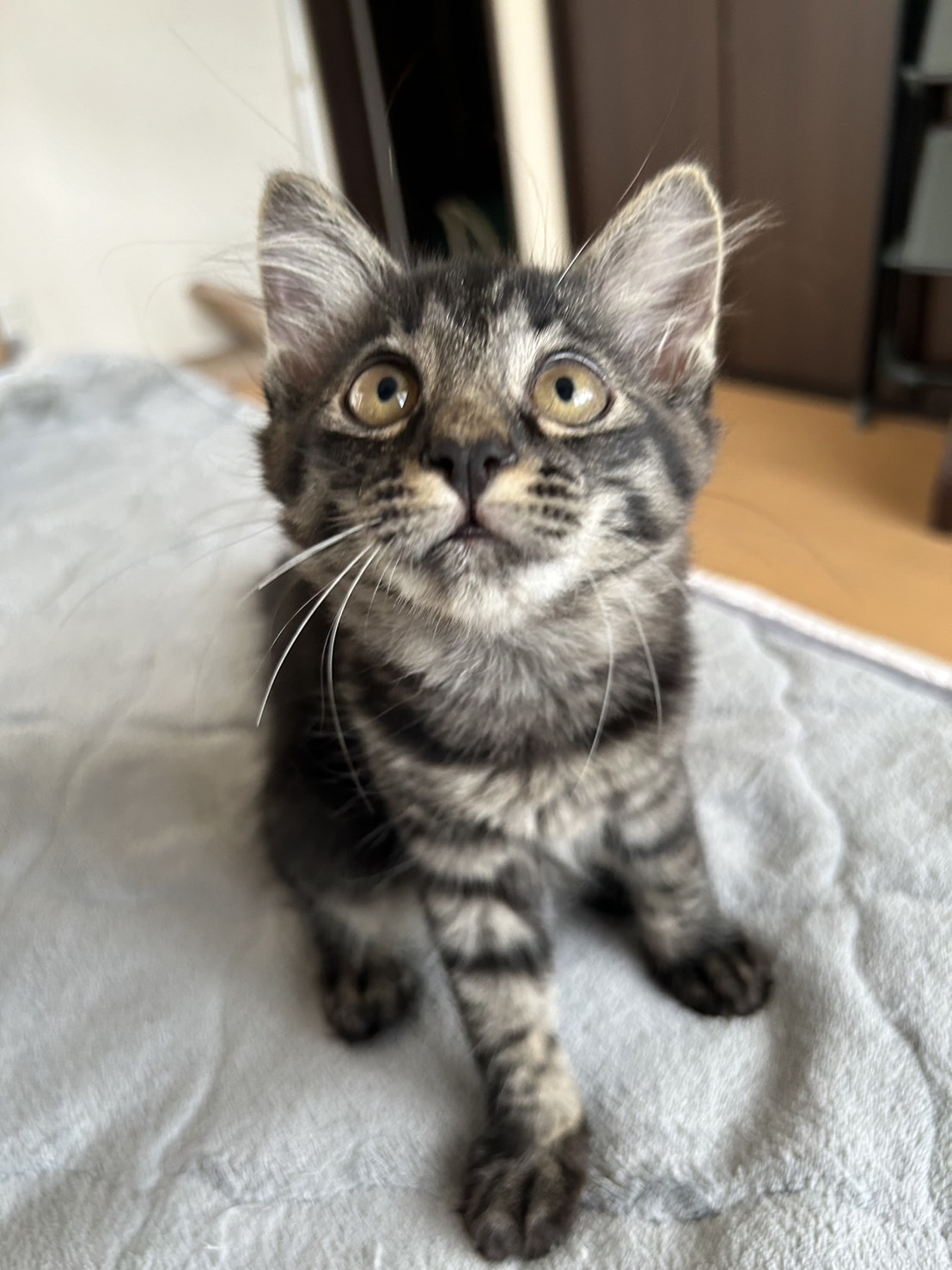 元気盛り【イヴちゃん】