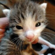 子猫ちゃん可愛い白黒ブチ