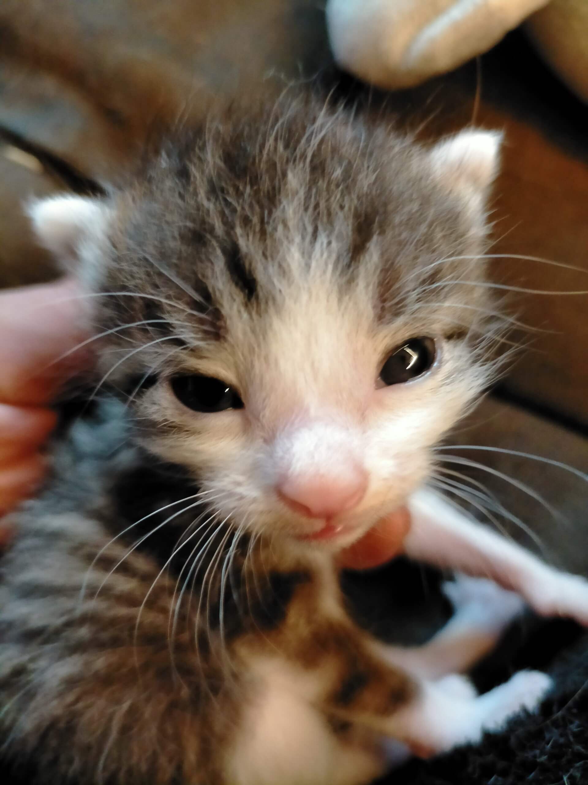 子猫ちゃん可愛い白黒ブチ