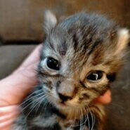 可愛いキジトラ