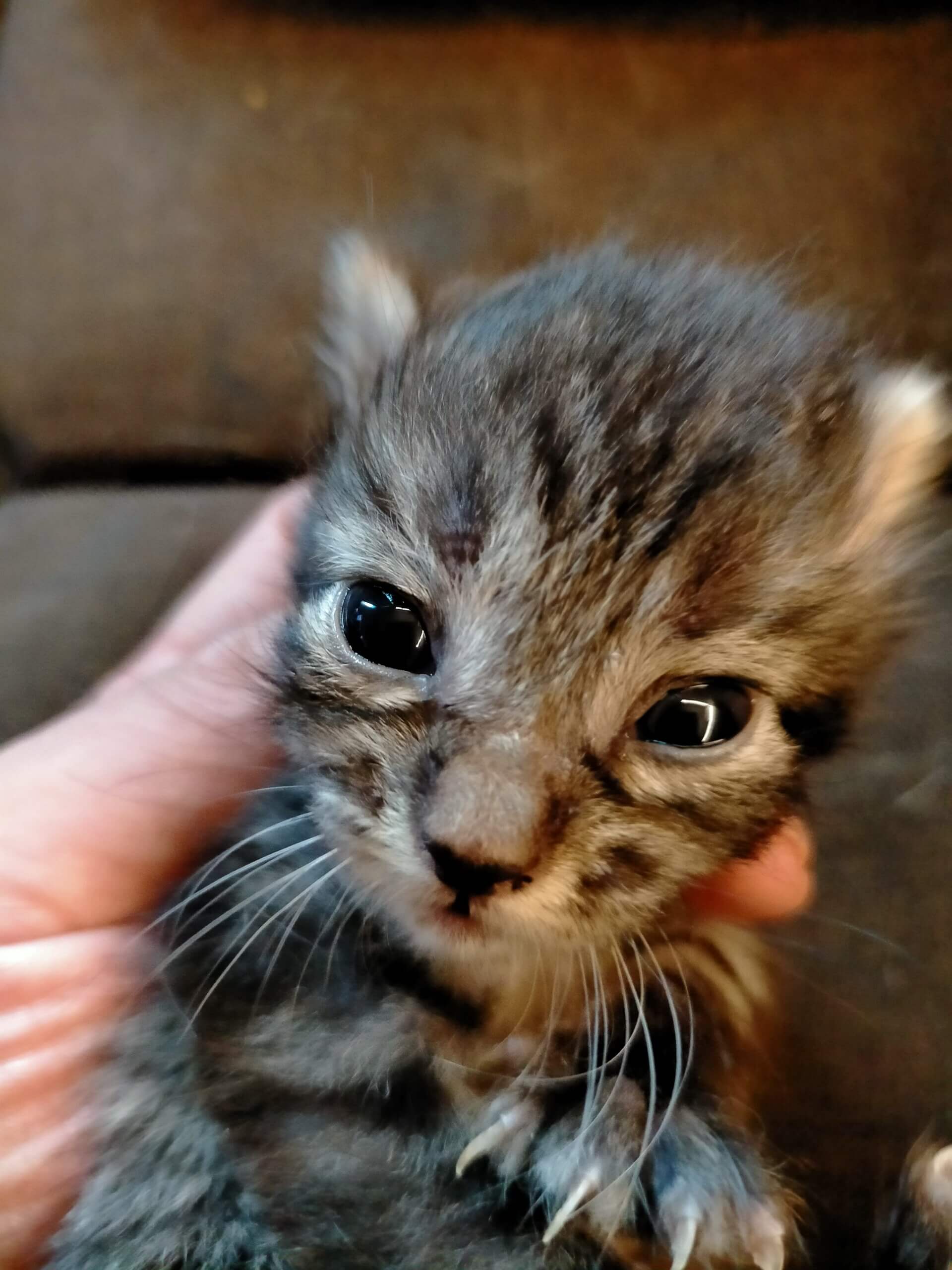 可愛いキジトラ