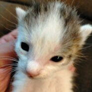 可愛い白黒ブチのハチワレ