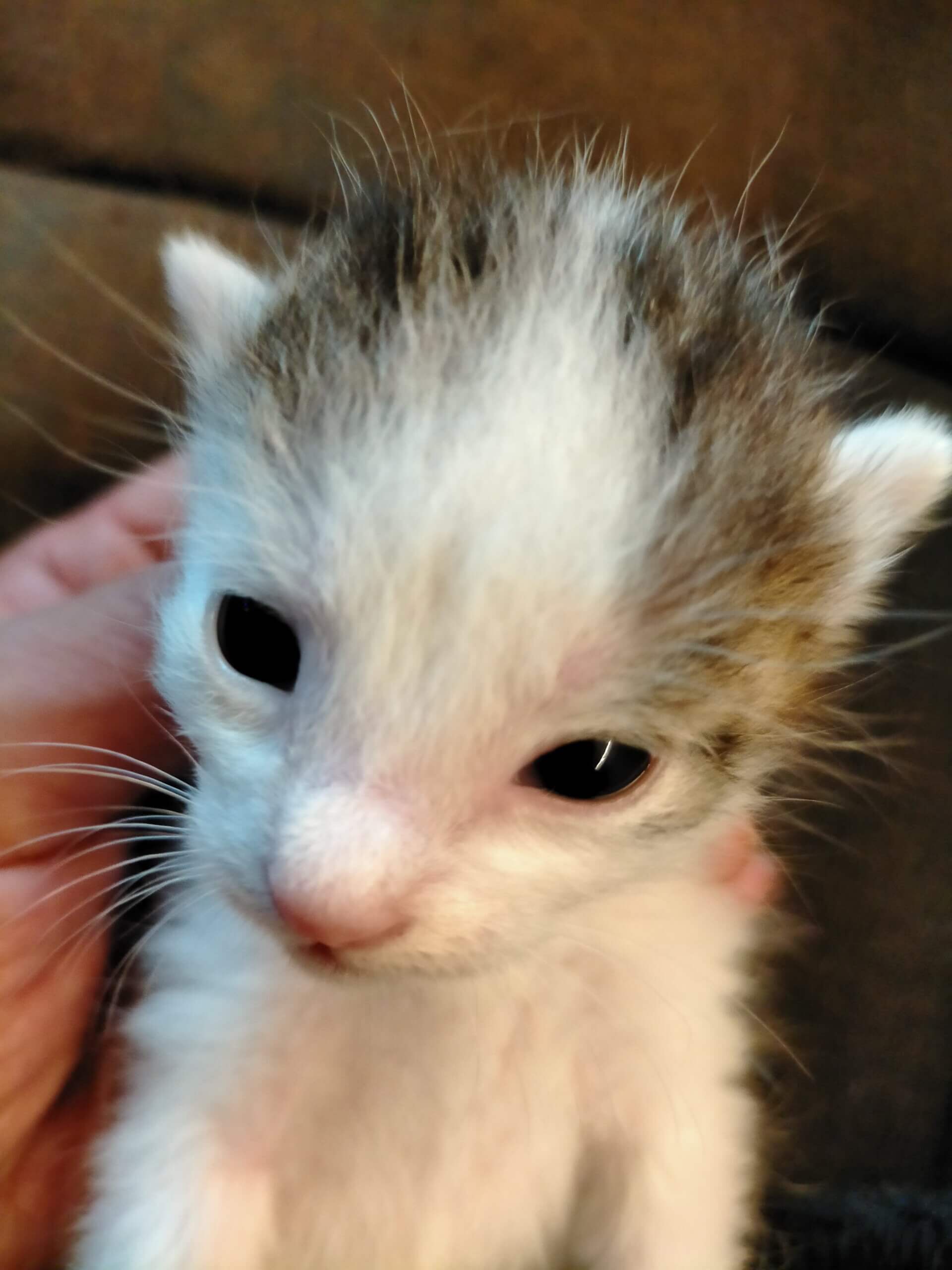 可愛い白黒ブチのハチワレ