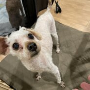 ブリーダー崩壊【もちくん】