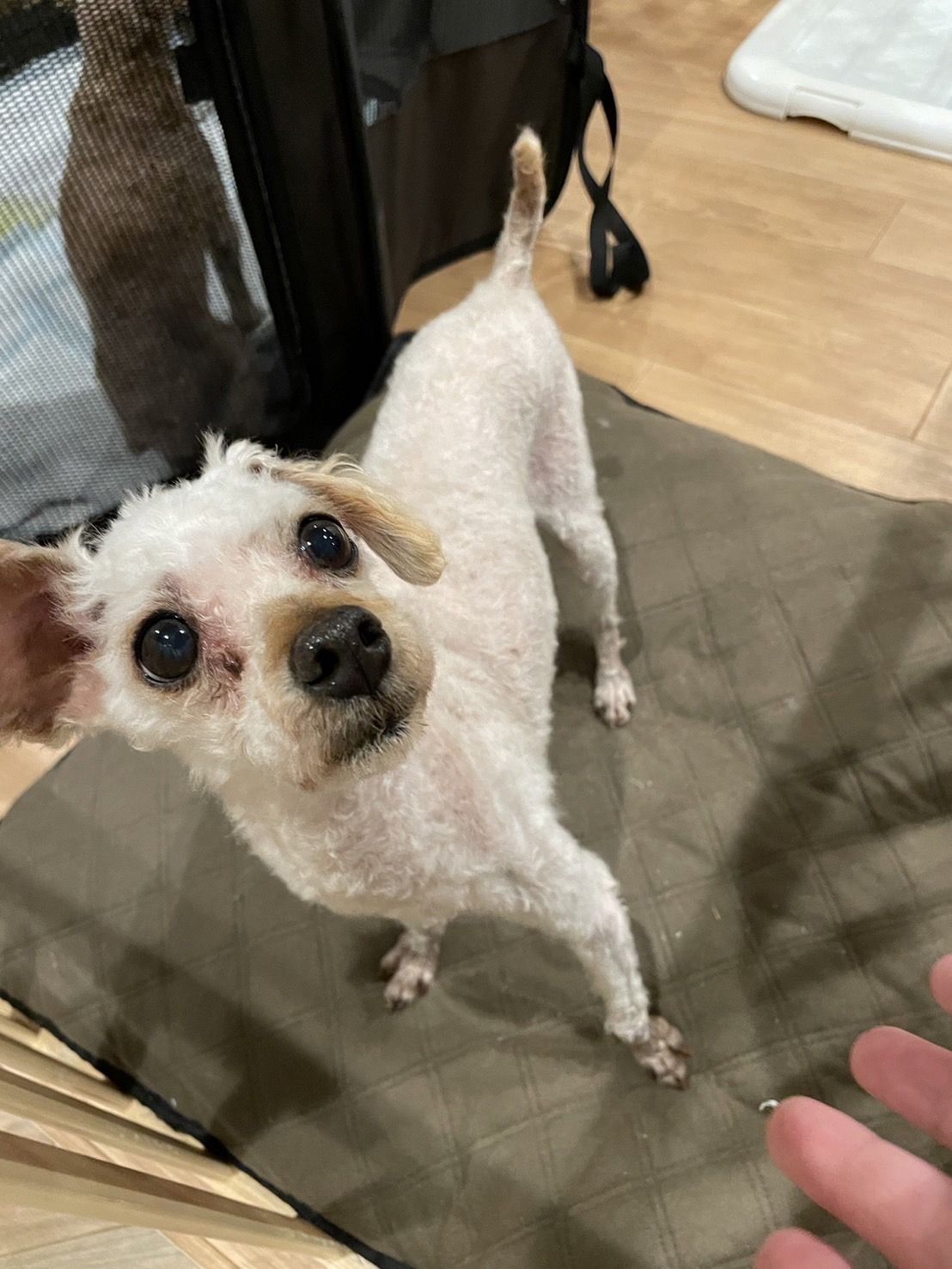 ブリーダー崩壊【もちくん】