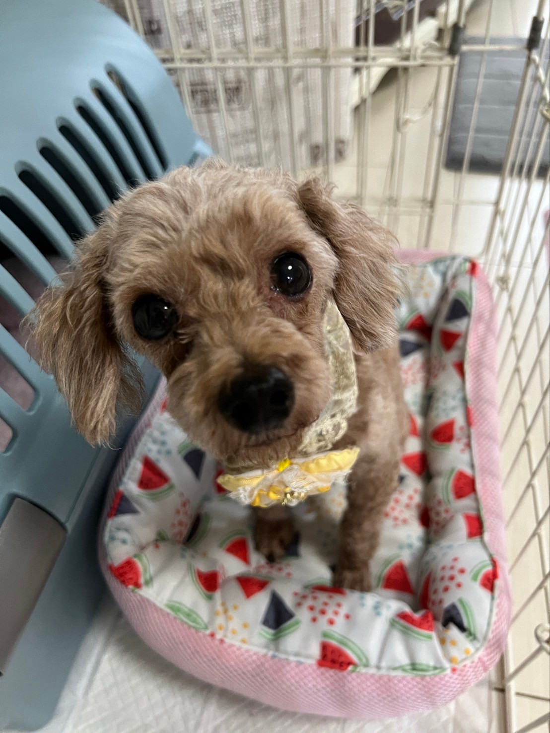 トイプードル【ことちゃん】