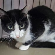 【譲渡決定】ミミ：控え目女子だけど人は好き♪