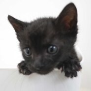 2024年5月3日入所の黒2匹兄弟の①黒の男の子（緑首輪）