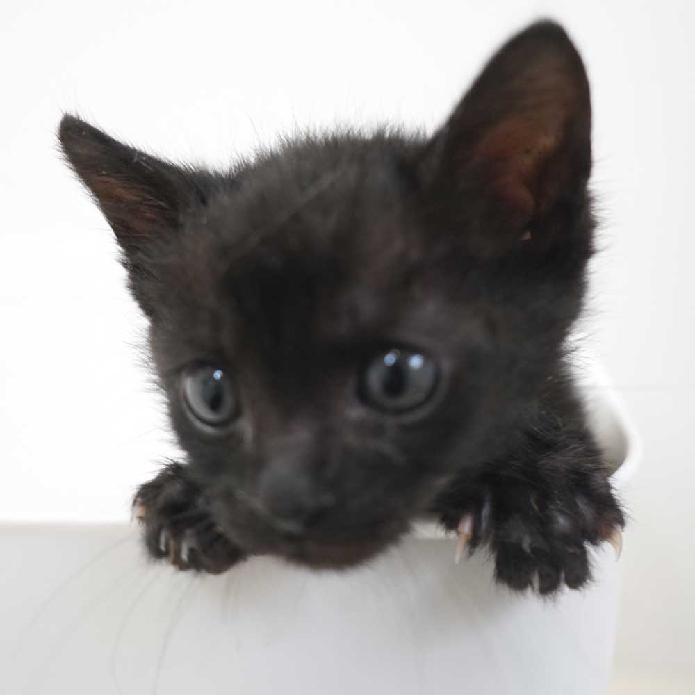 2024年5月3日入所の黒2匹兄弟の①黒の男の子（緑首輪）