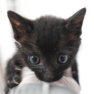 2024年5月3日入所の黒2匹兄弟の②黒の男の子（黄首輪）